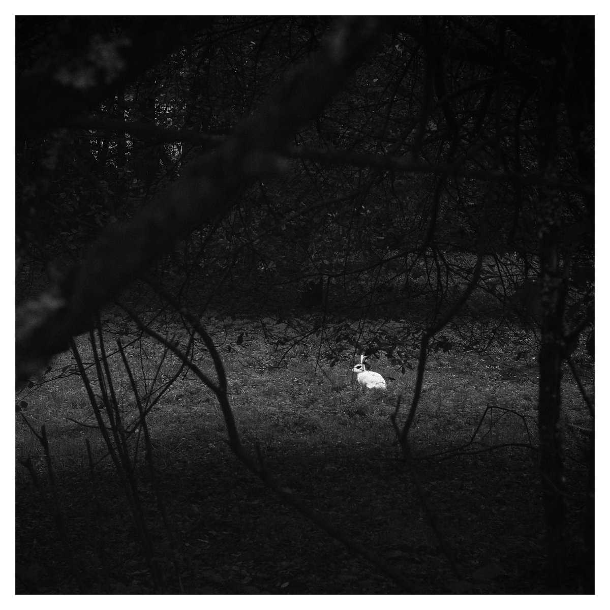 Polarcoaster – dreams long forgotten